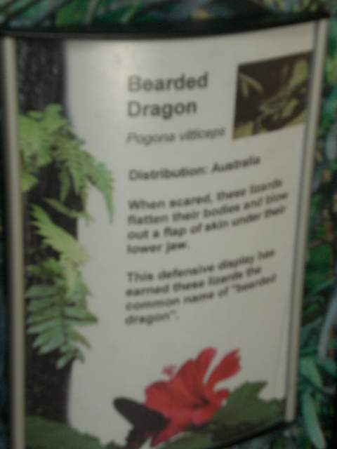 Bearded dragon sign
