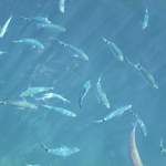 Blue fishies