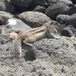 Sunbathing chipmunk