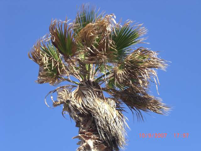 Palm tree