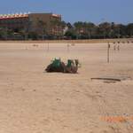 Camels on the beach