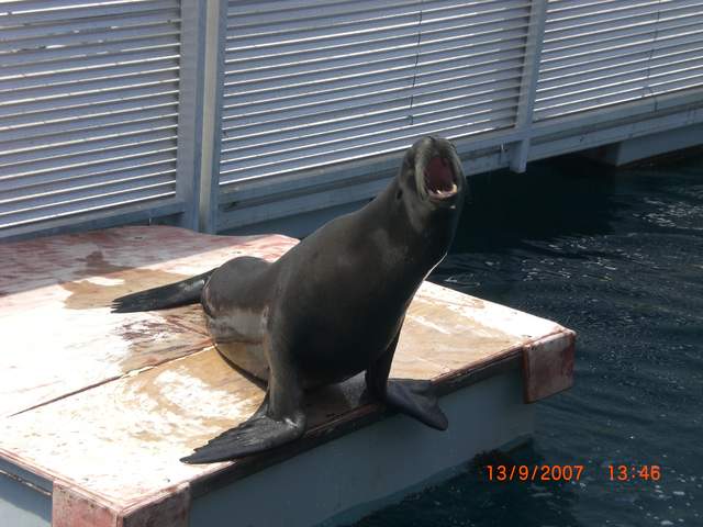 Harley the sea-lion