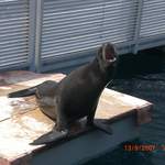 Harley the sea-lion