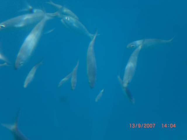 Fish