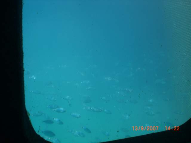 Blurry fish