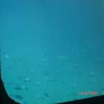 Blurry fish