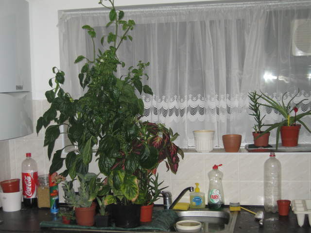 The pre-Turkey kitchen jungle