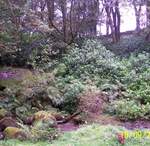 still no red squirrels