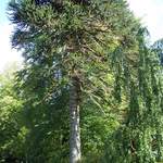 Armadale Castle gardens Isle of Skye