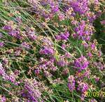 Gairloch holiday 2007 138