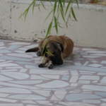 Sleeping dog at the Flintstones Cave Pension