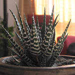 Haworthia Fasciata 'Big Band'