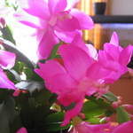 Flowering Christmas Cactus