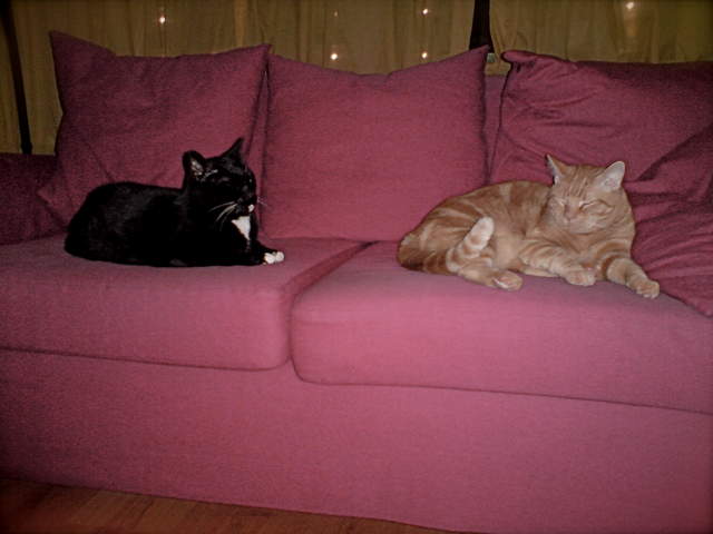 The Cats.jpg