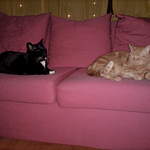 The Cats.jpg