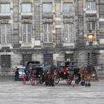 Horses in Dam Square
