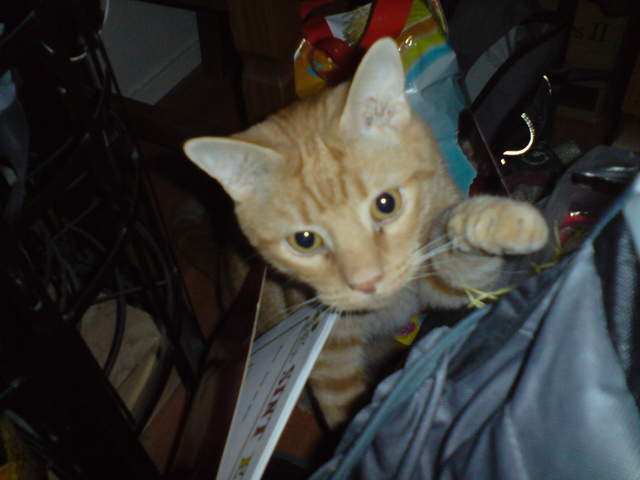 DSC00855.JPG