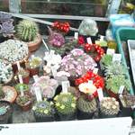 cactii may2005 007.jpg