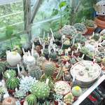 cactii may2005 008.jpg