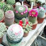 cactii june2005 006.jpg
