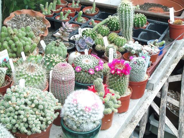cactii june2005 015.jpg