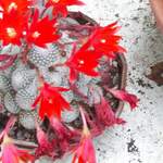 cactii june2005 018.jpg