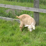 aldenham 003.jpg