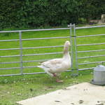 aldenham 007.jpg