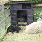 aldenham 010.jpg