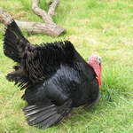 aldenham 017.jpg