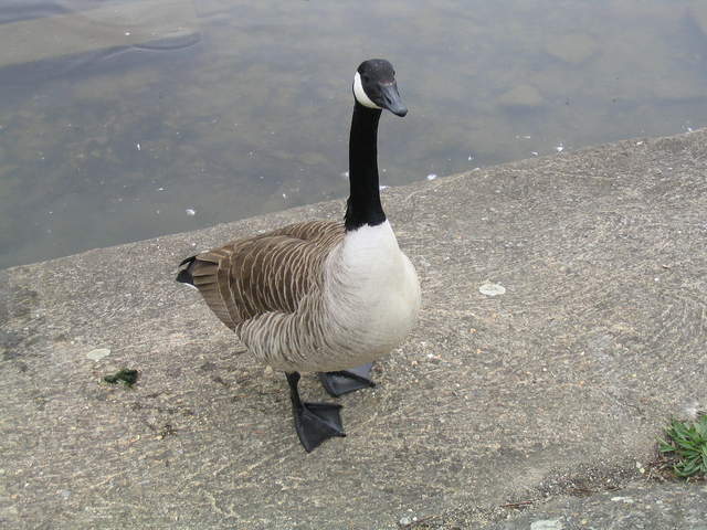 aldenham 032.jpg