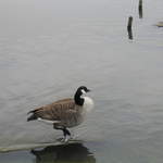 aldenham 034.jpg