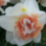 100_2525.JPG