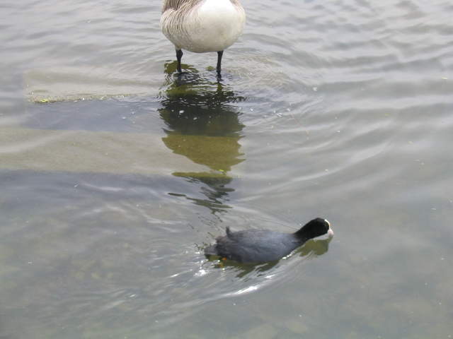 aldenham 041.jpg