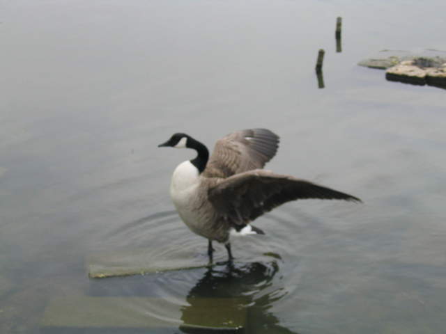 aldenham 042.jpg