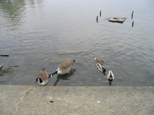aldenham 043.jpg