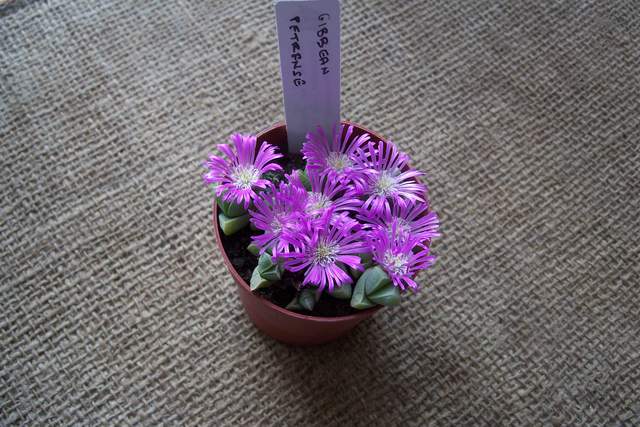 100_2557.JPG