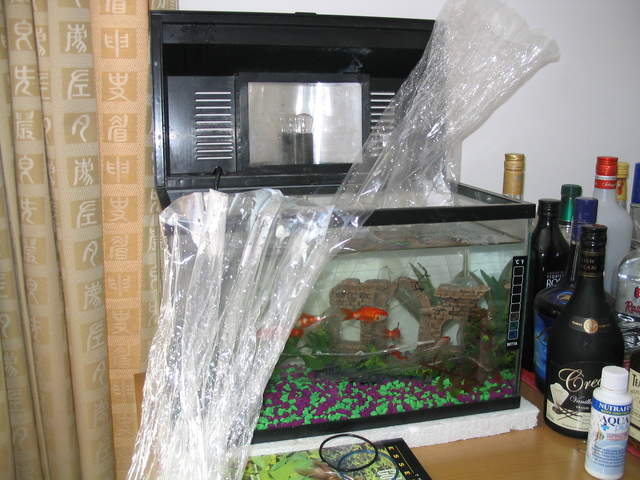 Fish2 005.jpg