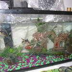 Fish2 011.jpg