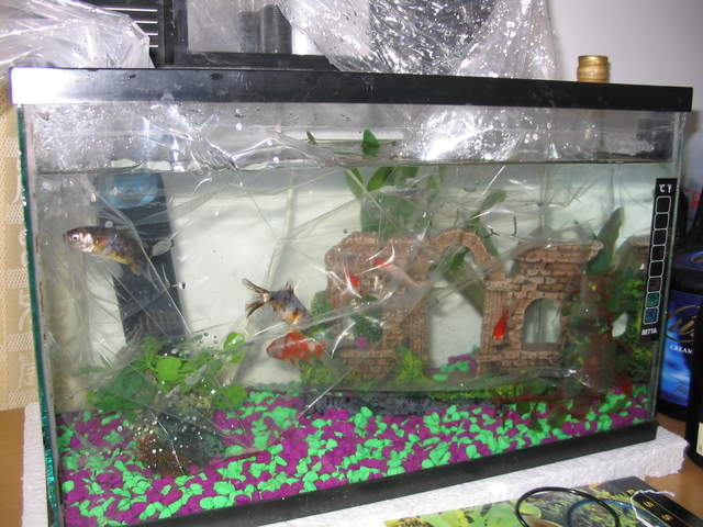 Fish2 011.jpg