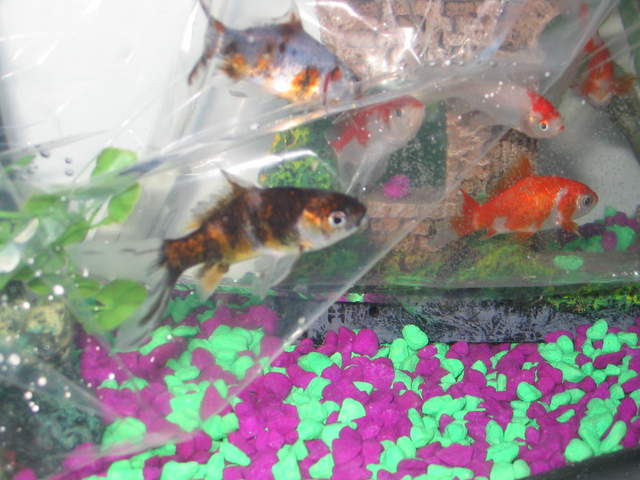 Fish2 012.jpg