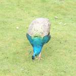 easter 019.jpg