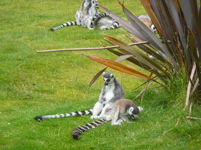 Lemurs