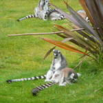 Lemurs