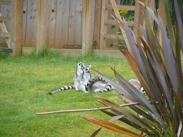 Lemurs