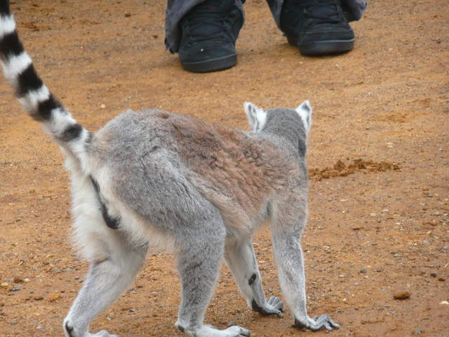 Lemur
