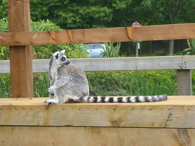 Lemur