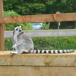 Lemur