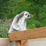 Lemur