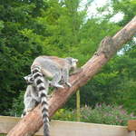 Lemurs
